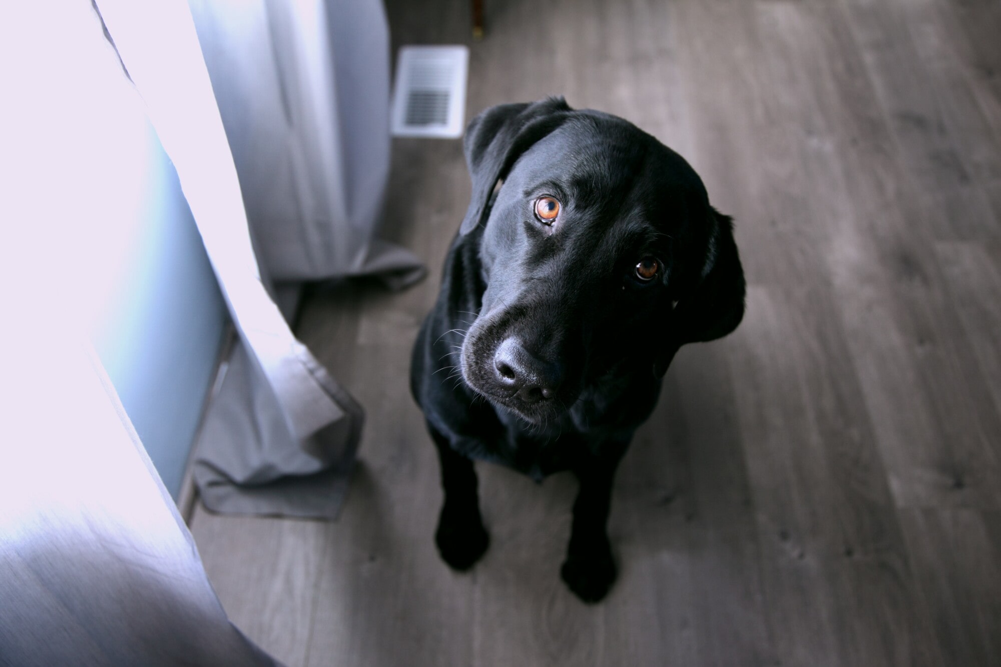 Pets in a Rental Property: What to Know as an Auburn Hills Landlord